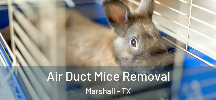 Air Duct Mice Removal Marshall - TX